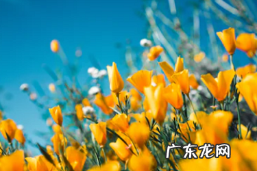 淘宝店铺如何开通直播 淘宝直播开通要多少钱？开通条件是什么？淘宝直播浮现权开通技巧