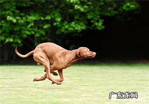 普遍的牧羊犬都有哪些?