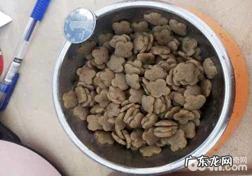 泡犬粮的方式及常见问题有什么?
