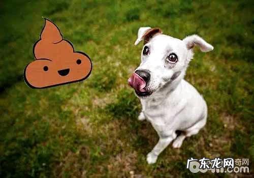 小狗狗吃自身的屎该怎么办？