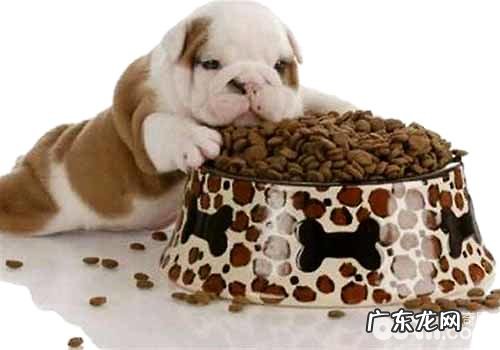 自制狗粮居然那么简易,赶紧来学一学习吧