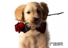 最普遍的狗狗品种都有哪些？