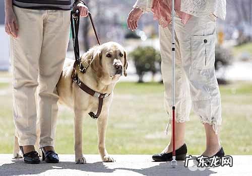 导盲犬价格多少钱,导盲犬多少钱一只?