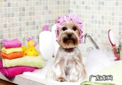 幼狗何时能够冼澡？幼狗冼澡常见问题