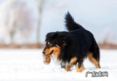 德牧犬吃啥比较好？