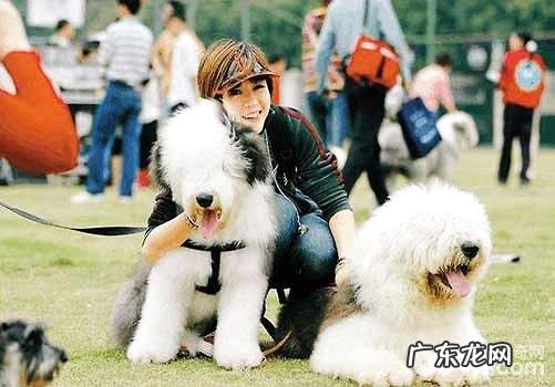 你确实了解改如何养狗吗?