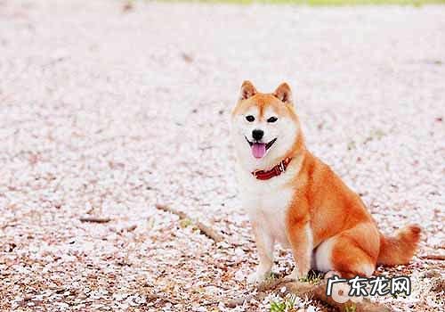 柴犬优优势与劣势?