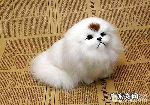 京巴狗特性有什么？