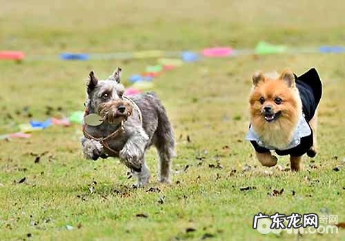 小狗血系等级小宠物级,血系级,赛级的差别是啥?