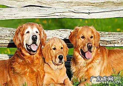 狗狗能活多久？