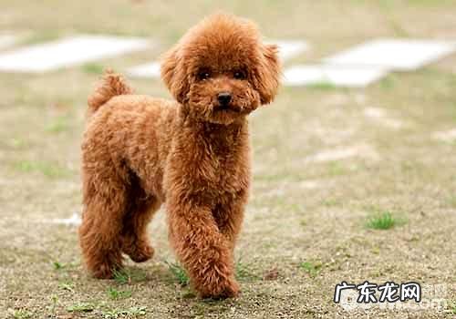 小泰迪体臭的原因有什么?