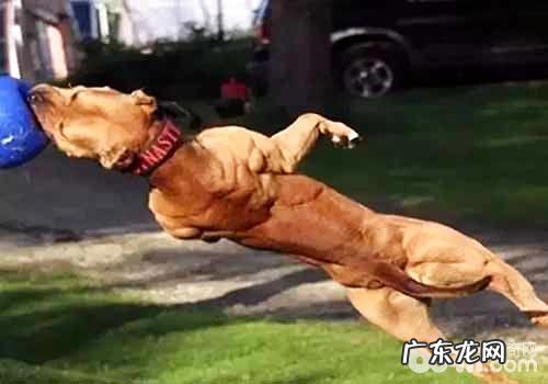 小狗肌肉训练的方式详细介绍