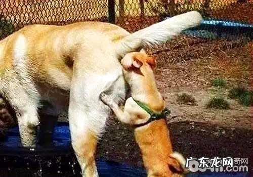 为何小狗喜爱相互之间闻屁股