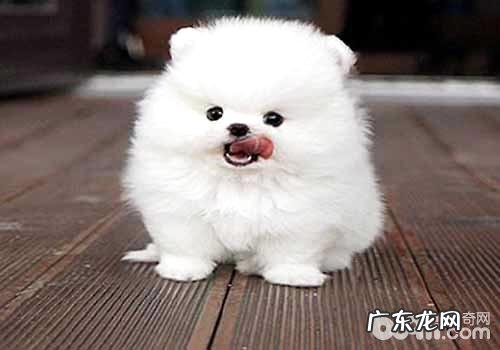 博美犬不可以哪些食物?