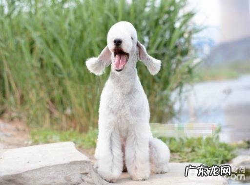 不掉毛的狗狗有什么?这十大不掉毛的狗狗你清楚吗?