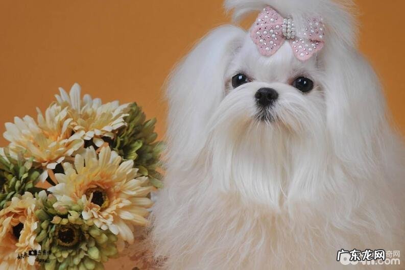 不掉毛的狗狗有什么?这十大不掉毛的狗狗你清楚吗?