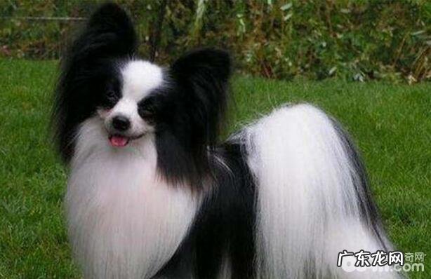 不掉毛的狗狗有什么?这十大不掉毛的狗狗你清楚吗?