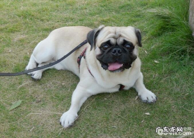 不掉毛的狗狗有什么?这十大不掉毛的狗狗你清楚吗?