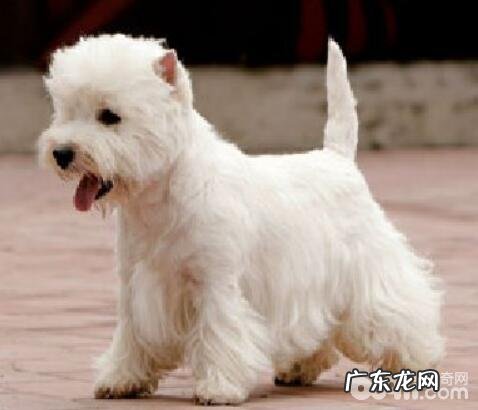 不掉毛的狗狗有什么?这十大不掉毛的狗狗你清楚吗?