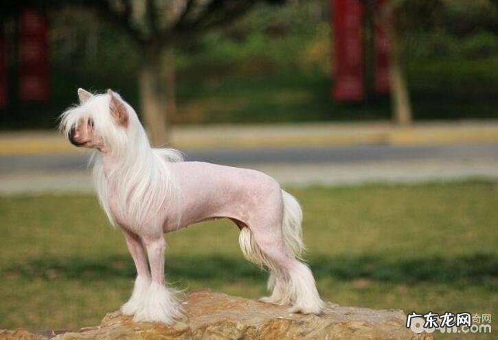 不掉毛的狗狗有什么?这十大不掉毛的狗狗你清楚吗?