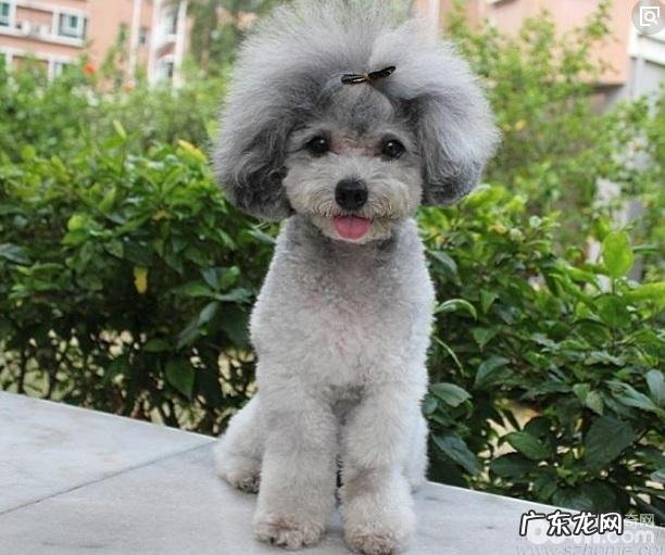 不掉毛的狗狗有什么?这十大不掉毛的狗狗你清楚吗?