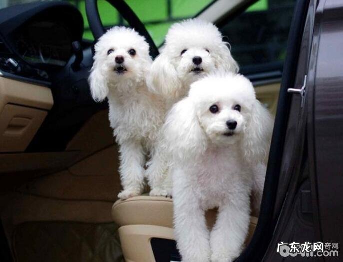 十种最火爆的宠物狗