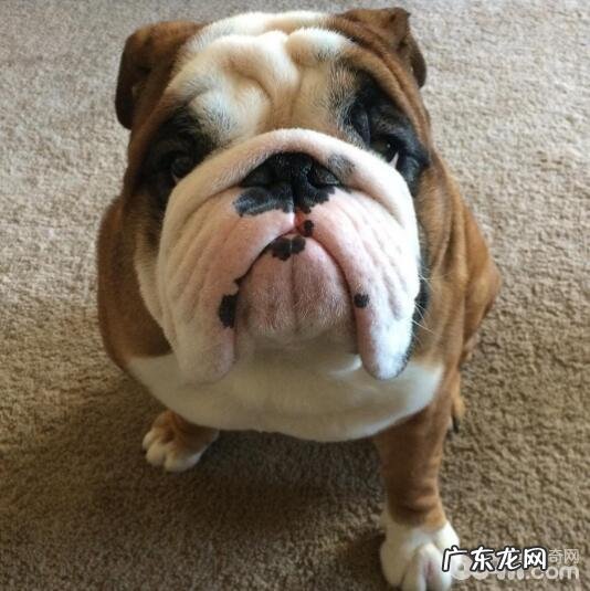 十种最火爆的宠物狗