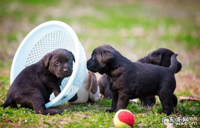 十种最火爆的宠物狗