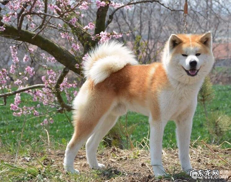 什么小狗最忠实?几类对人们最忠诚的狗狗