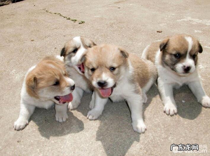 什么小狗最忠实?几类对人们最忠诚的狗狗