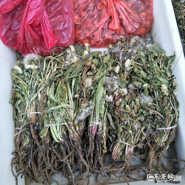 普洱茶与蒲公英一起泡茶的作用?