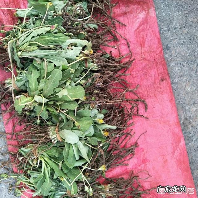 普洱茶与蒲公英一起泡茶的作用?