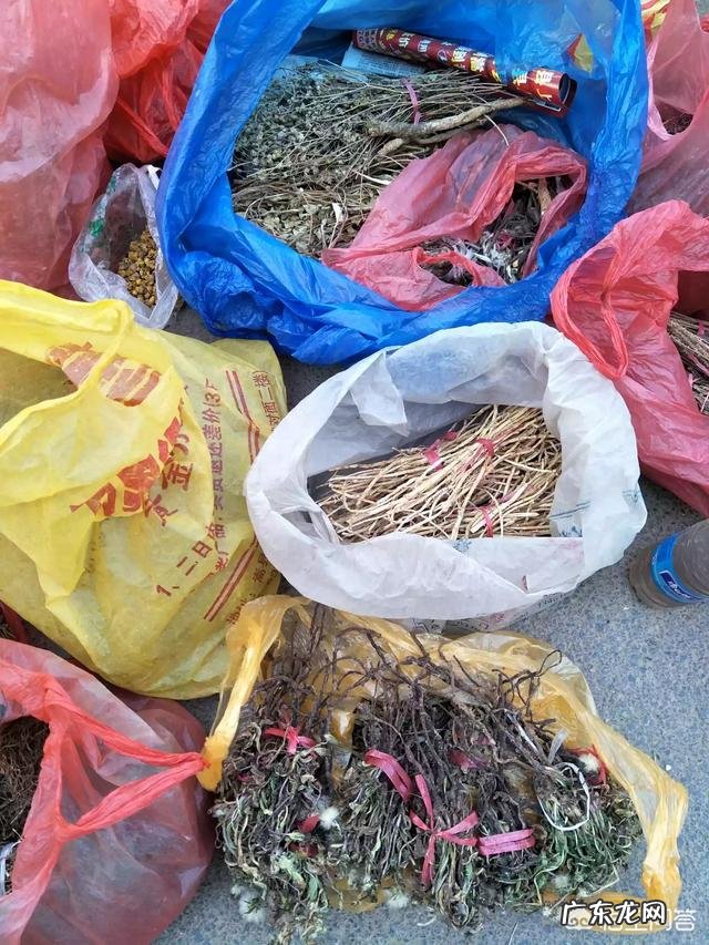 普洱茶与蒲公英一起泡茶的作用?