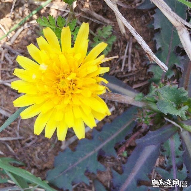 普洱茶与蒲公英一起泡茶的作用?