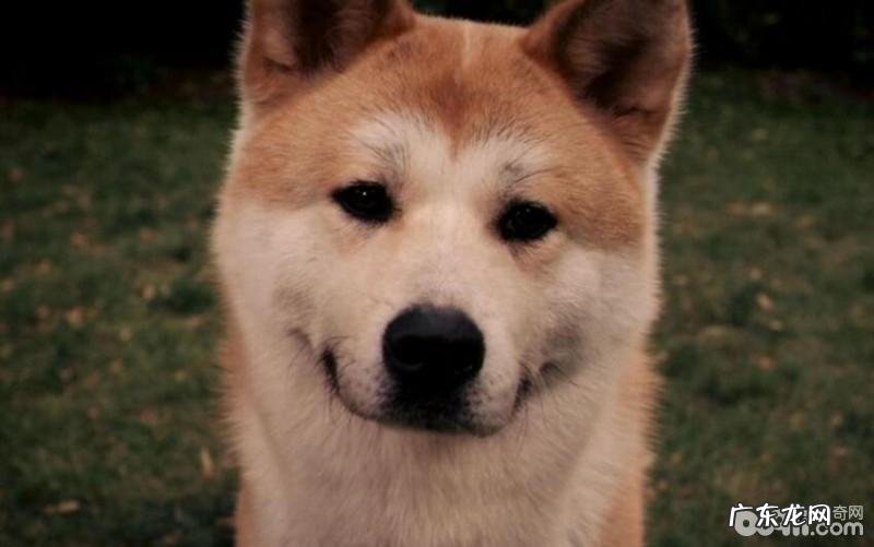 忠犬八公里边的狗,忠犬八公是啥狗?