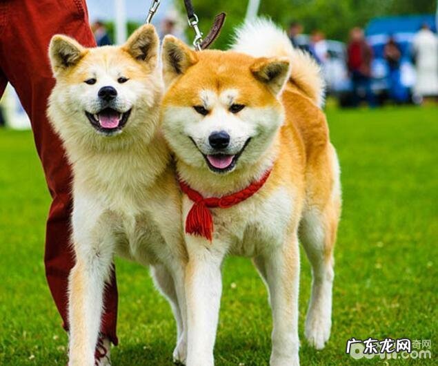 忠犬八公里边的狗,忠犬八公是啥狗?