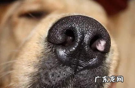 小狗担心的味道,小狗担心的味道有什么?