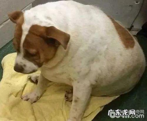 小狗长胖,小狗变胖的原因都有哪些?