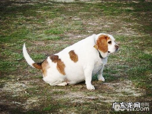 小狗长胖,小狗变胖的原因都有哪些?