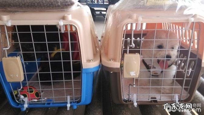 小宠物如何拖运?小宠物托运多少钱?