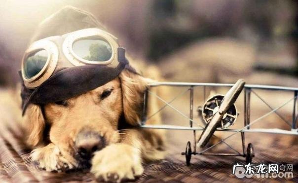 小宠物如何拖运?小宠物托运多少钱?