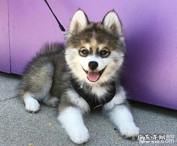 狗狗起名,小狗怎么取名字超好听?