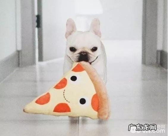 如何给狗狗起名字?狗狗起名的方式