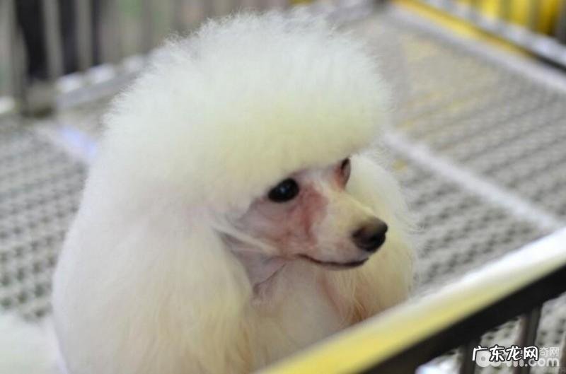 如何给狗狗起名字?狗狗起名的方式