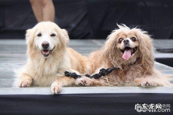 养两只狗的常见问题都有哪些?