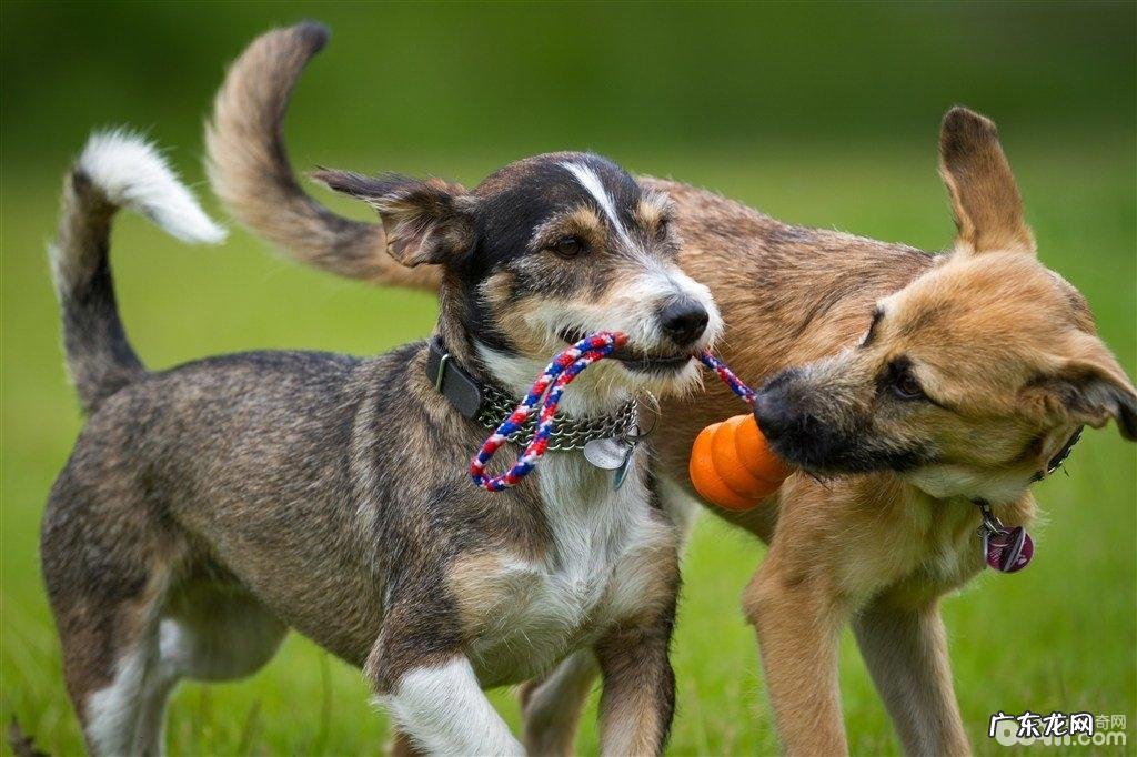 养两只狗的常见问题都有哪些?