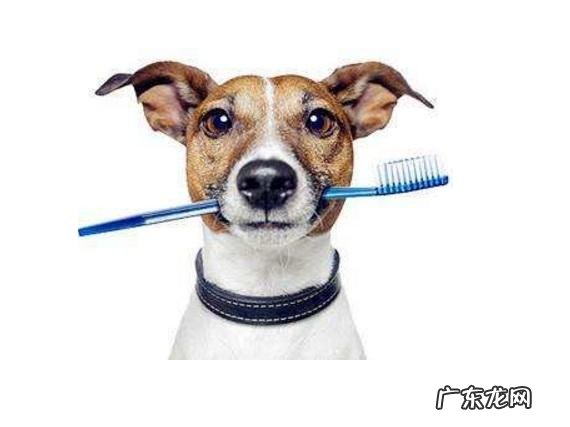小狗有口臭,怎么去除狗狗口臭?