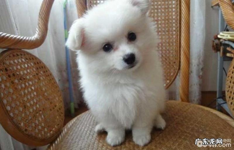 如何帮立耳犬立耳？