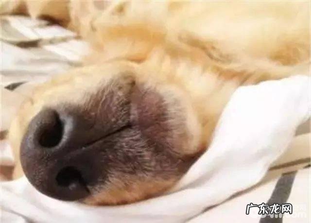 为何小狗会睡觉打呼噜,狗狗打呼噜的原因是什么?