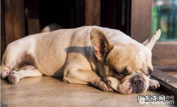 为何小狗会睡觉打呼噜,狗狗打呼噜的原因是什么?
